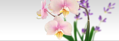 Klose Gartenbau & Planung